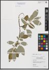 Foto von Salix caprea subsp. caprea L.